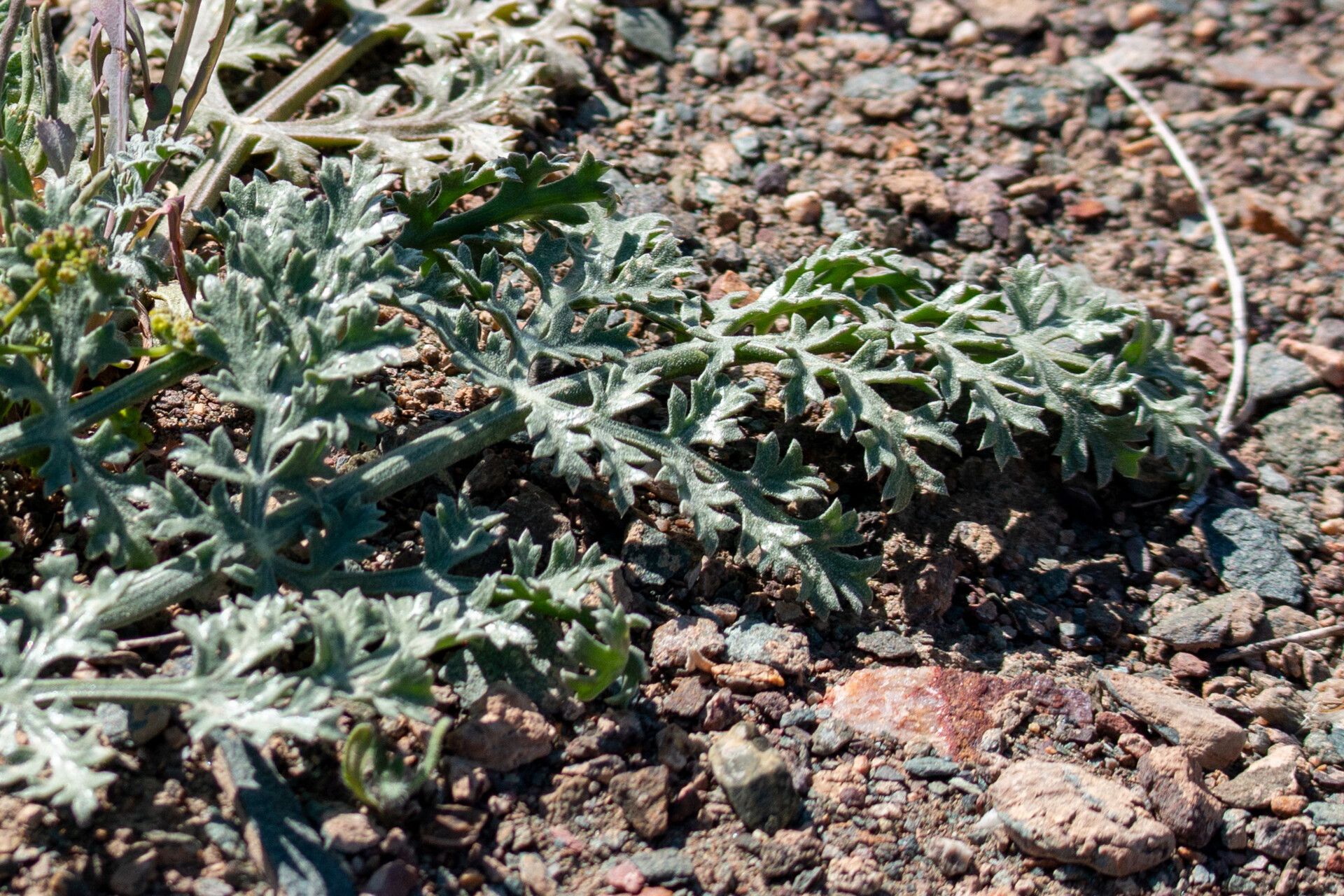 Ferula syreitschikowii — search result for 'Ferula'