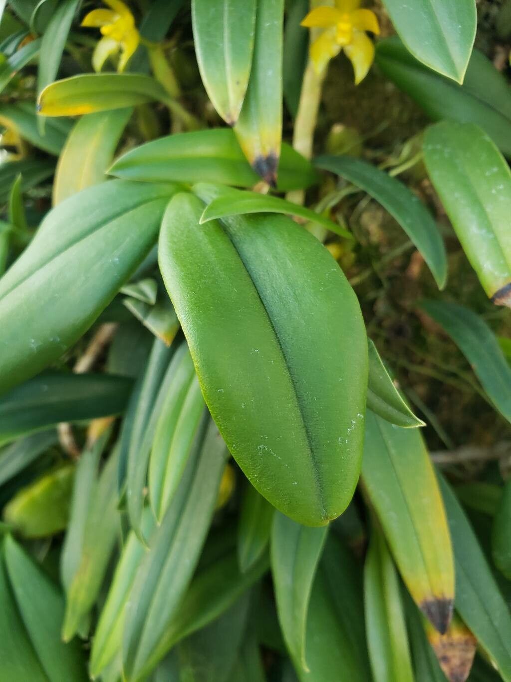 Bulbophyllum hamatipes — houseplant care guide