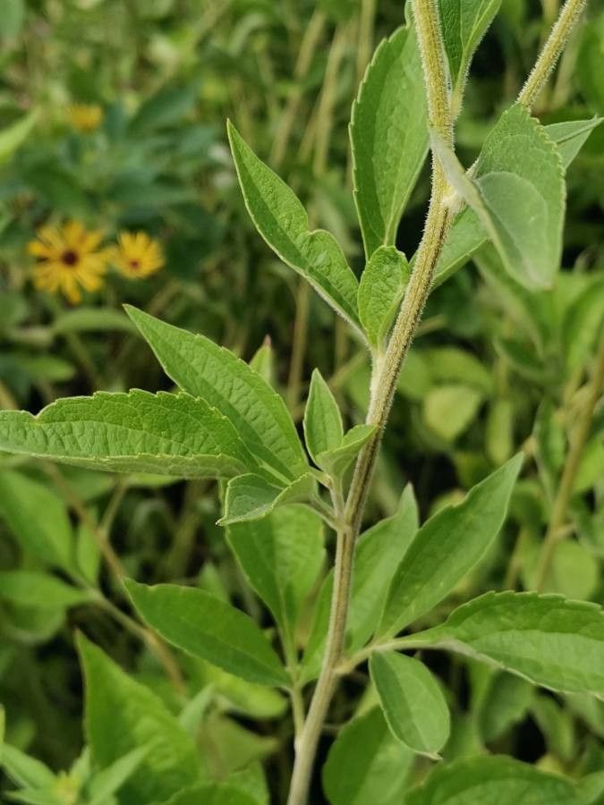 Rudbeckia subtomentosa — houseplant care guide