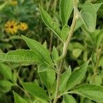 Rudbeckia subtomentosa