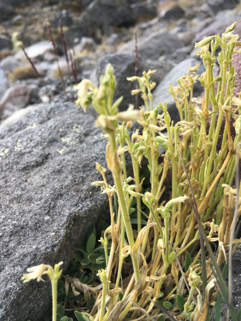 Cerastium vulcanicum flower