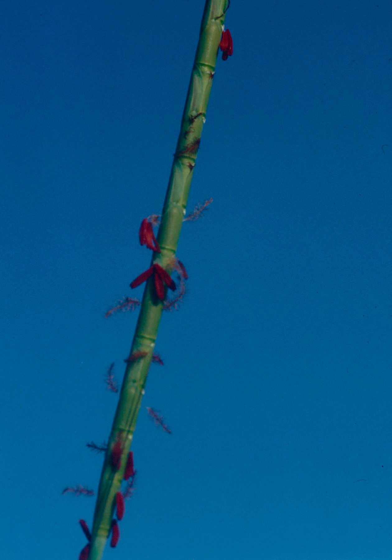 Schizachyrium sanguineum — houseplant care guide