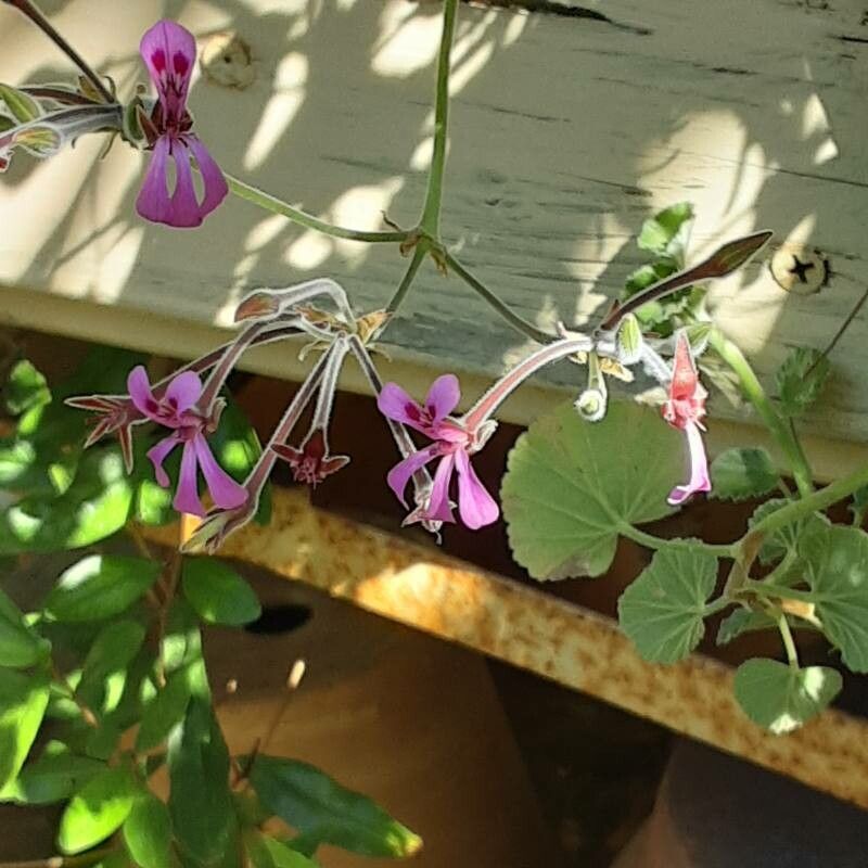 Pelargonium ionidiflorum flower