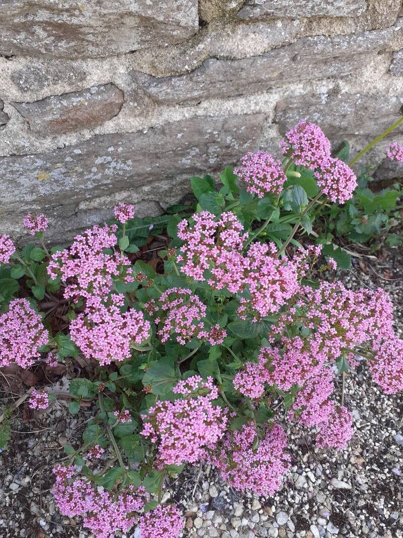 Valeriana × aurigerana — houseplant care guide