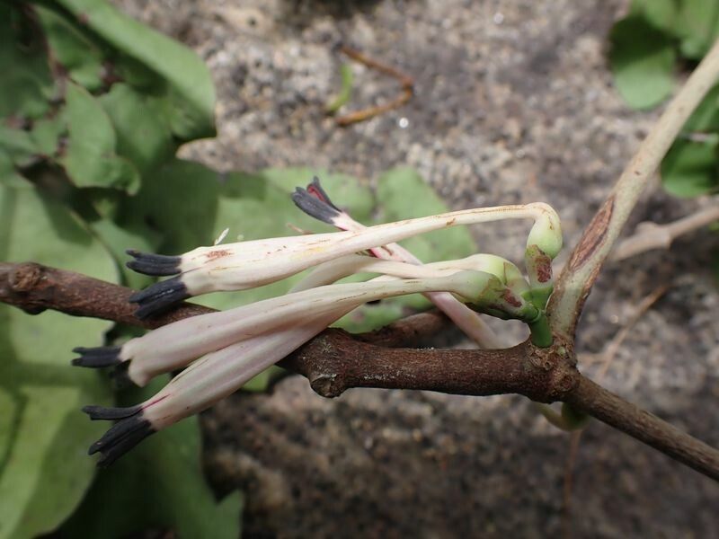 Tapinanthus ogowensis flower