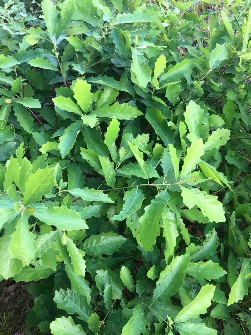 Quercus prinoides — houseplant care guide