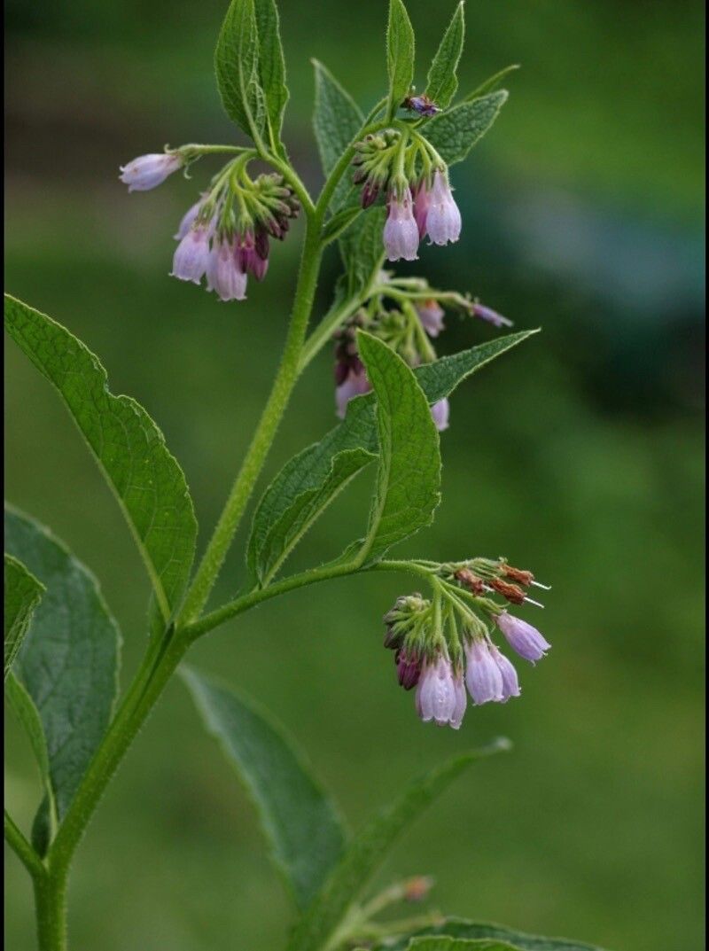 Symphytum × uplandicum flower