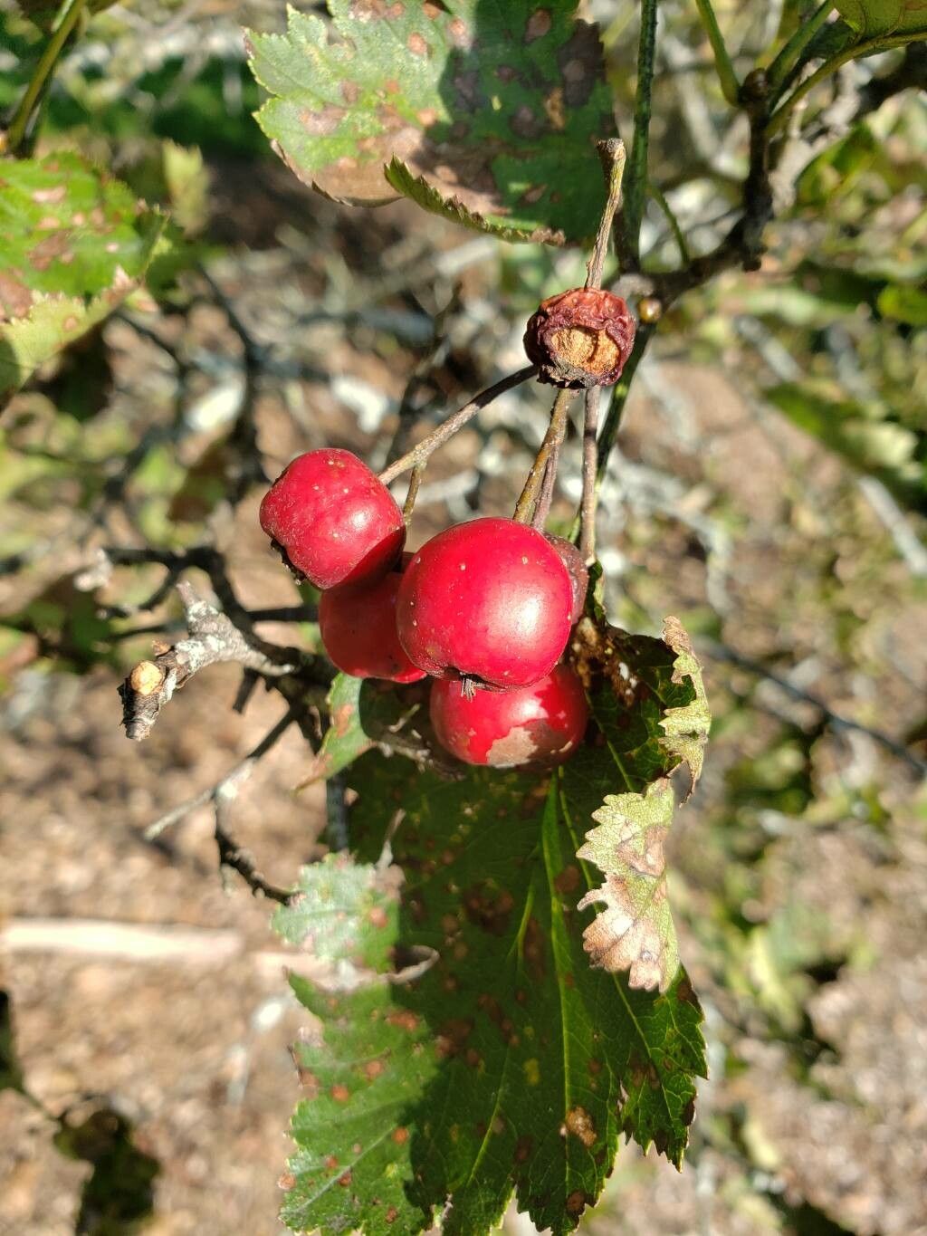 Crataegus irrasa fruit