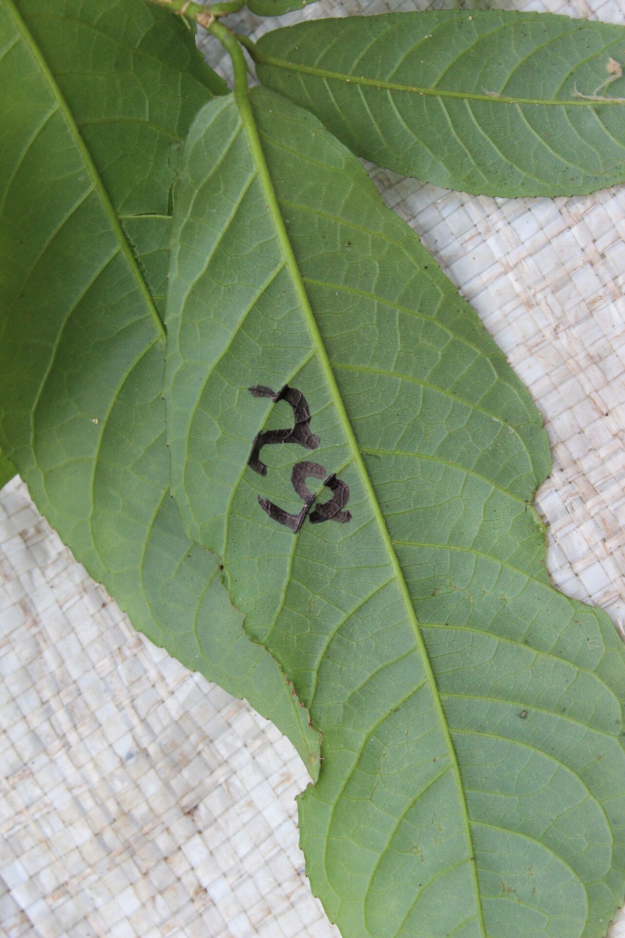 Rinorea dentata — houseplant care guide