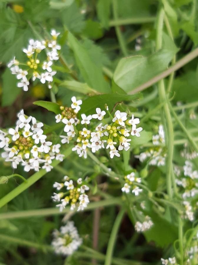 Calepina irregularis flower