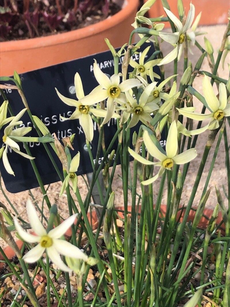 Narcissus × alleniae flower