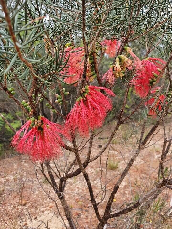 Calothamnus quadrifidus flower