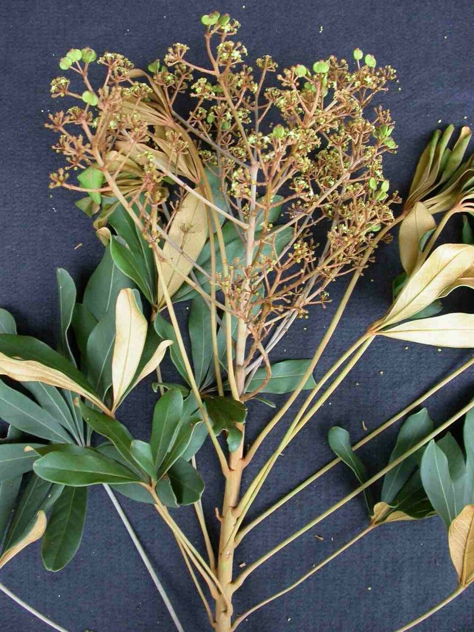 Schefflera vinosa fruit