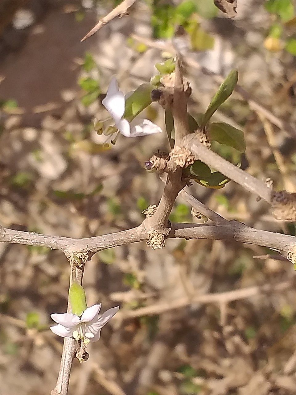 Lycium ferocissimum flower
