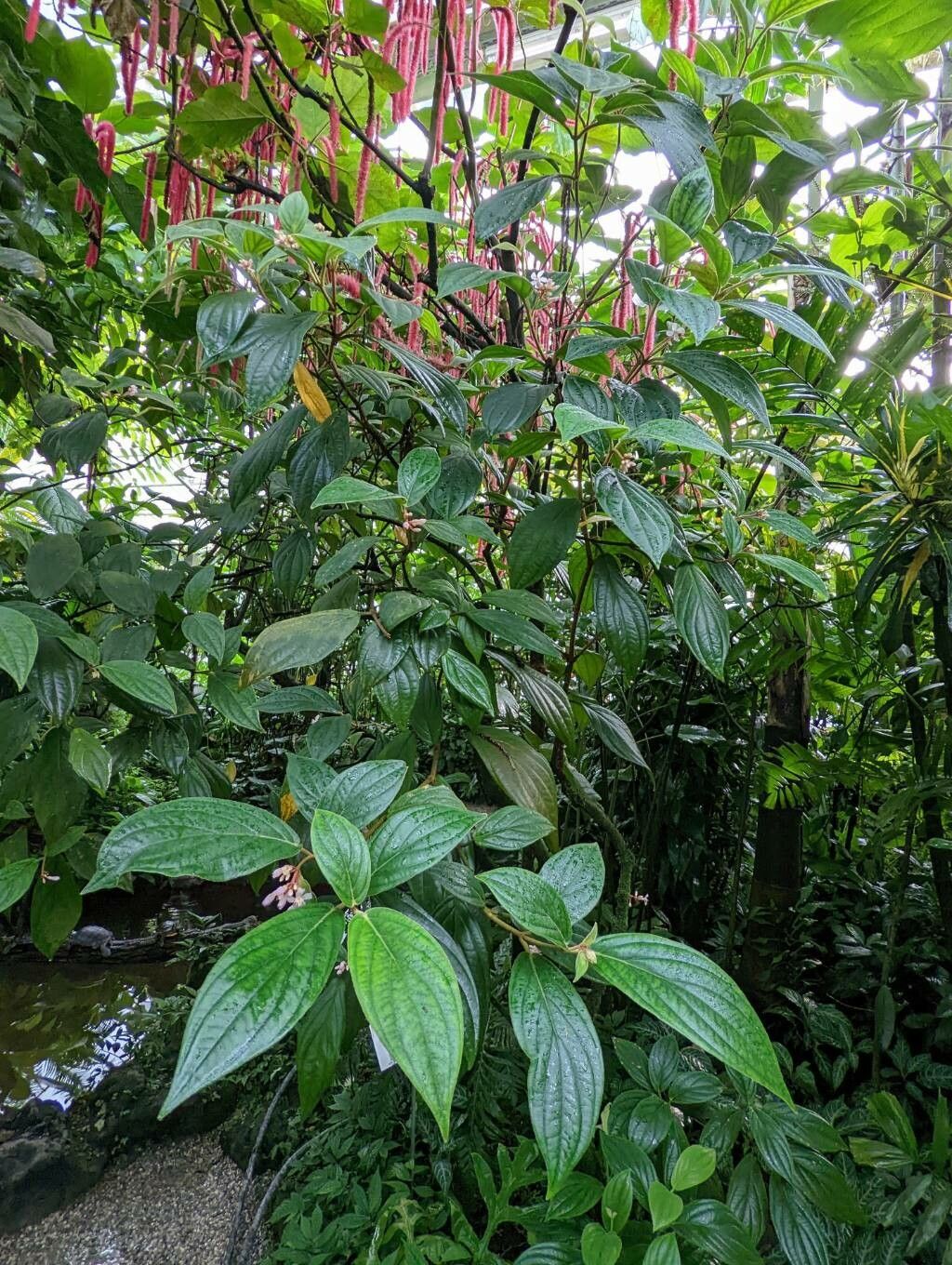 Medinilla venosa habit