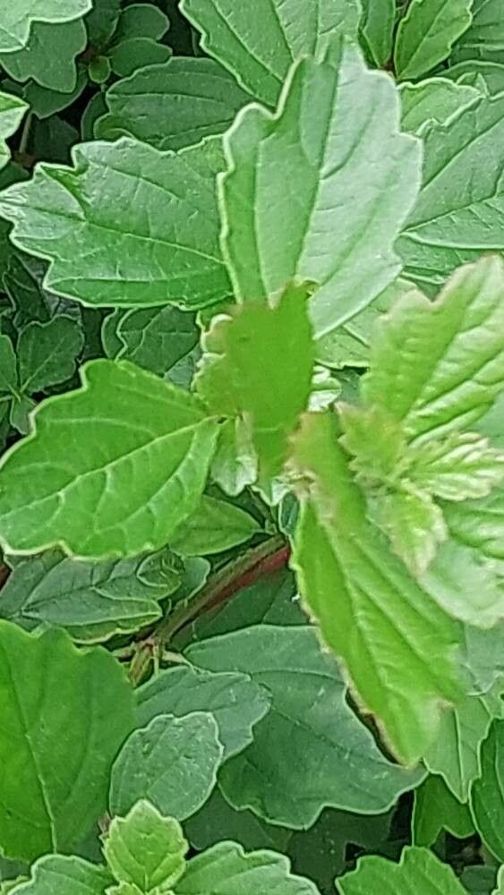 Viburnum foetidum leaf
