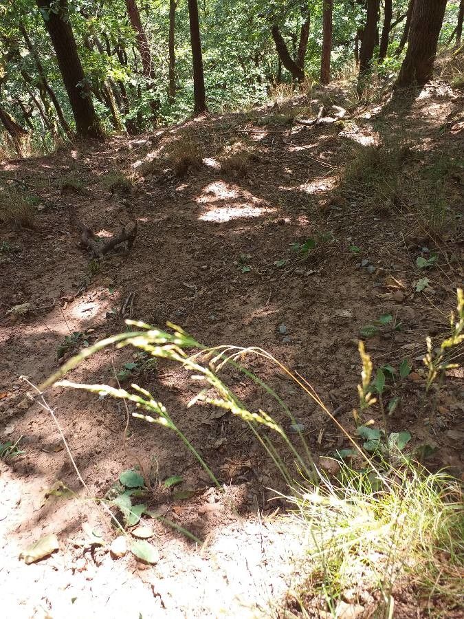Milium effusum flower