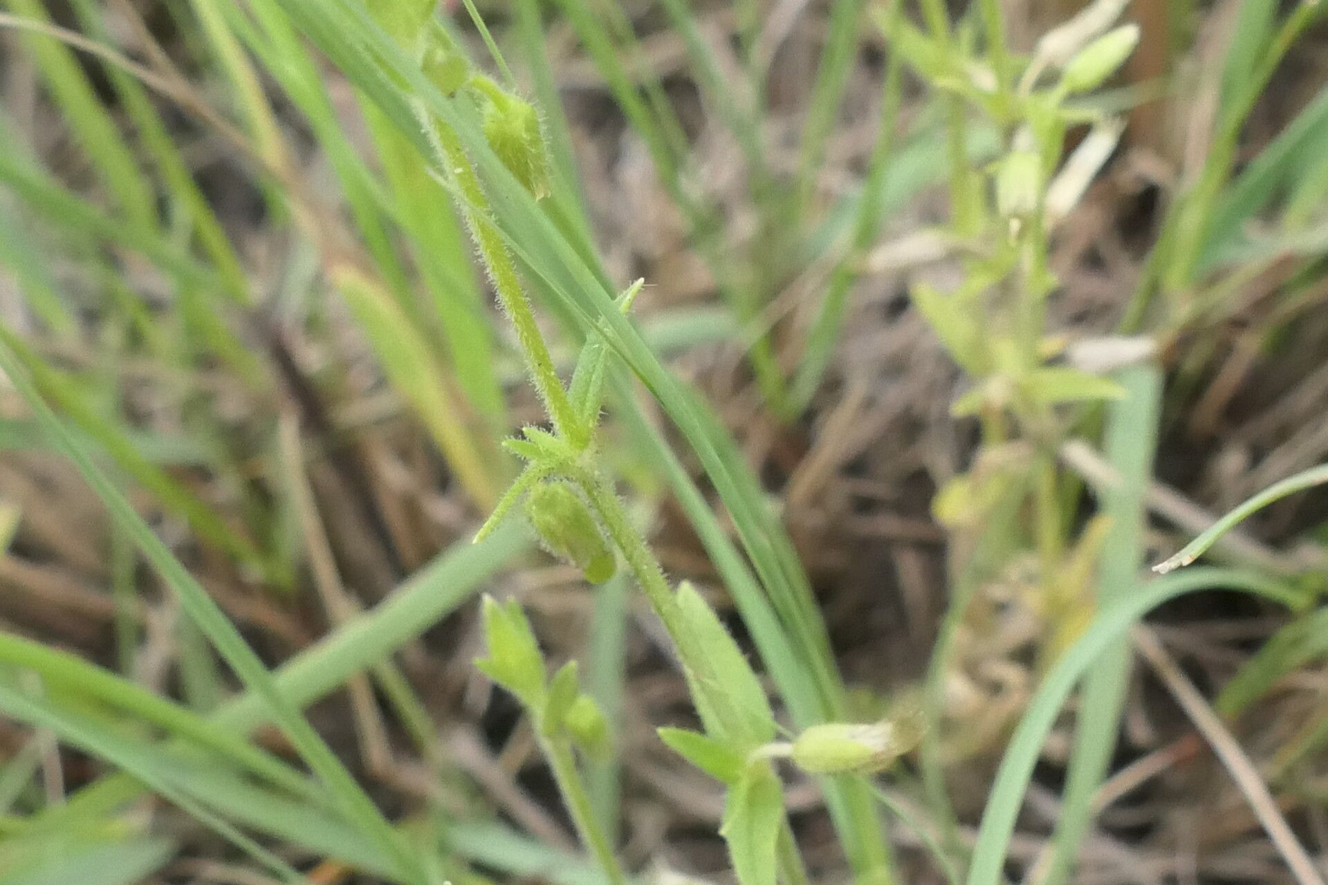 Cerastium arabidis bark