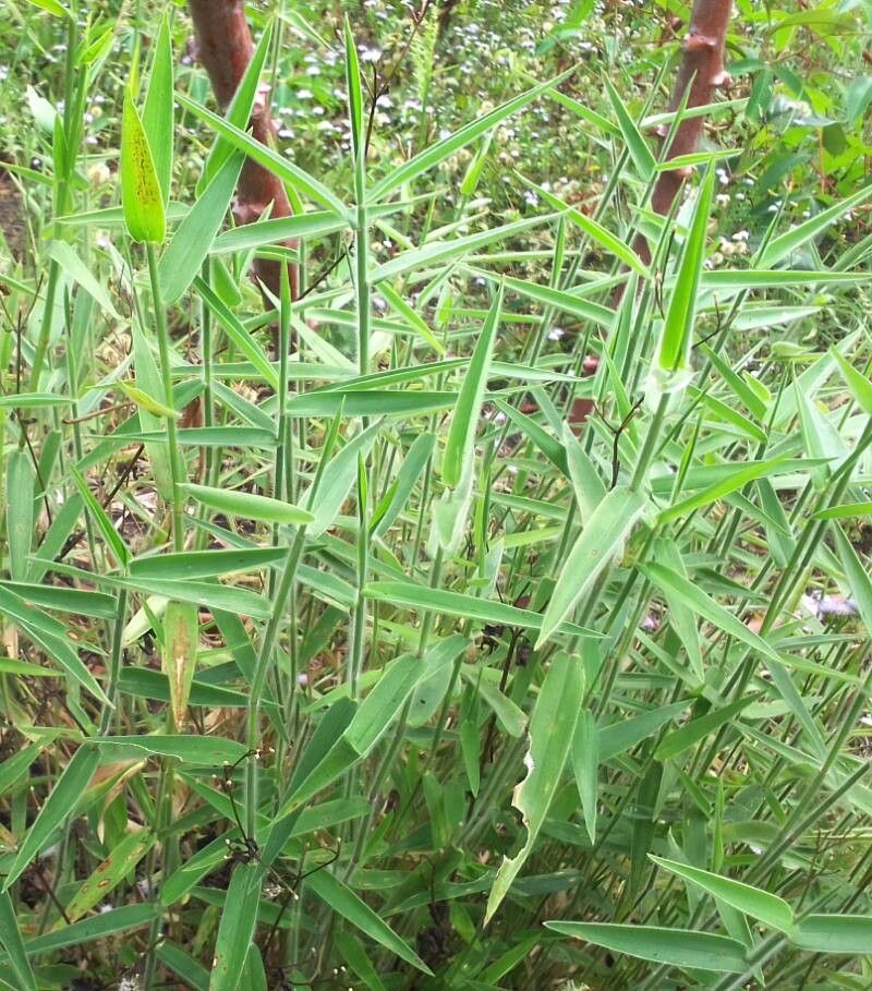 Urochloa comata — houseplant care guide