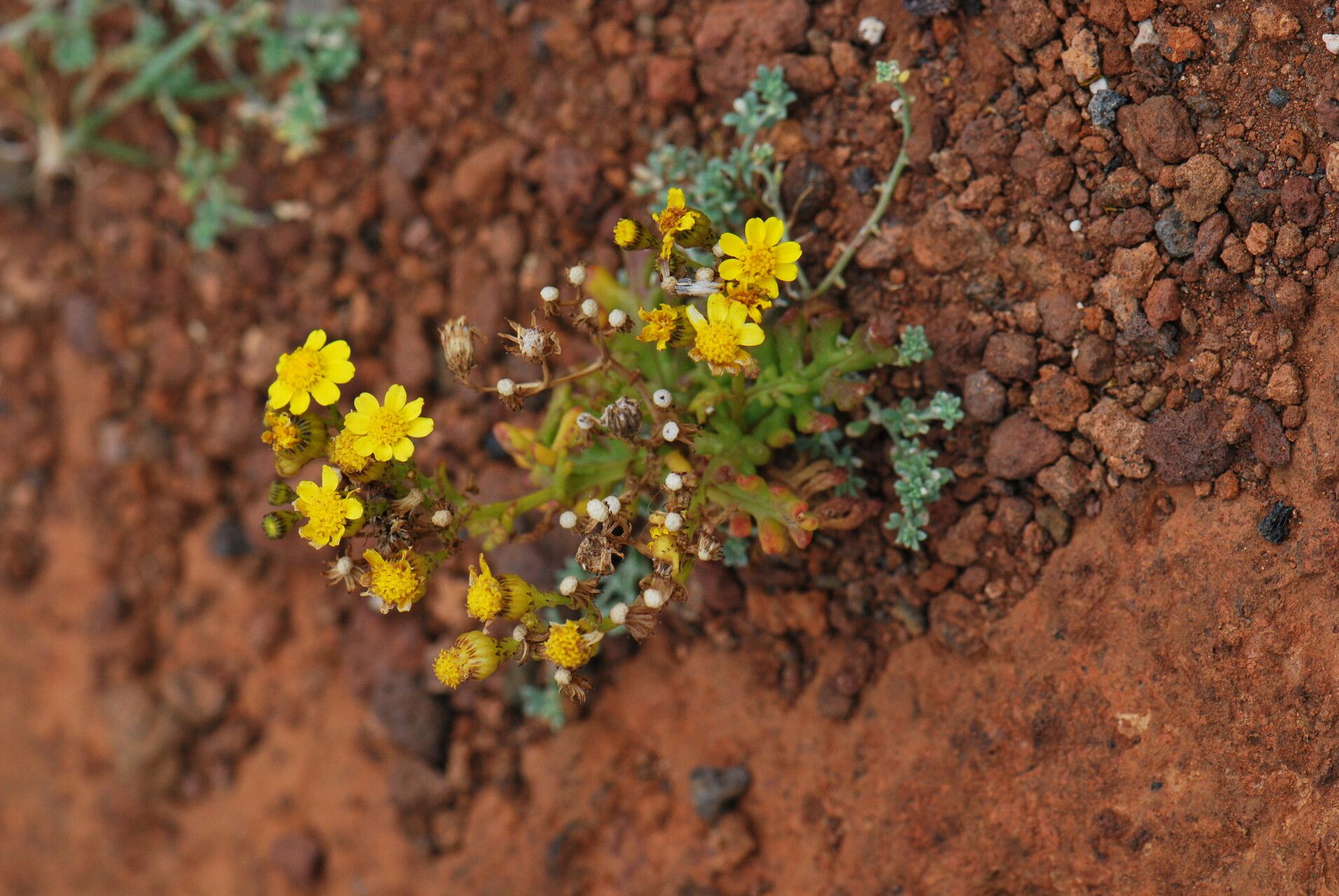 Senecio incrassatus flower