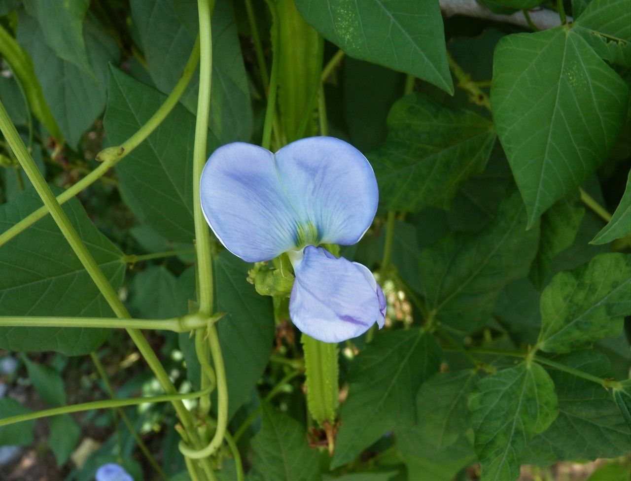 Psophocarpus tetragonolobus flower