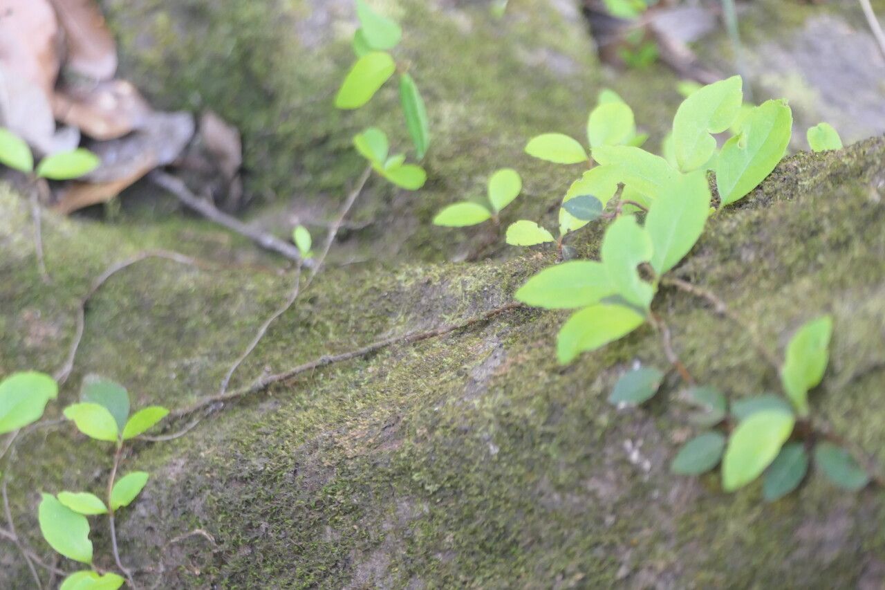 Decumaria barbara bark