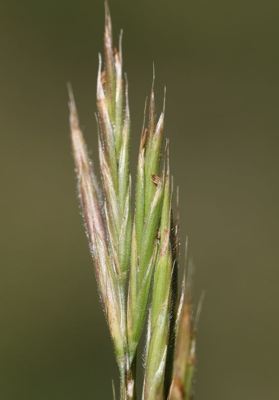 Bromus suksdorfii fruit