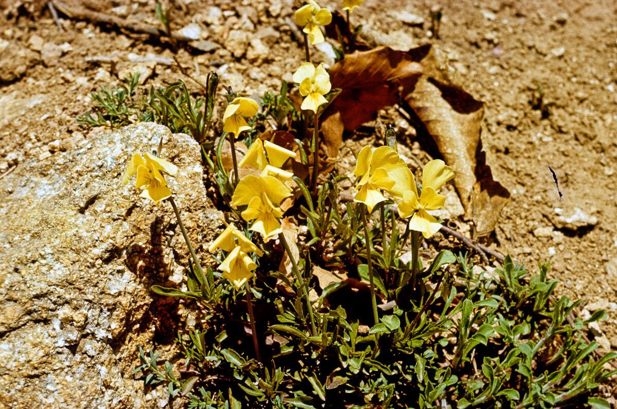 Viola aethnensis flower