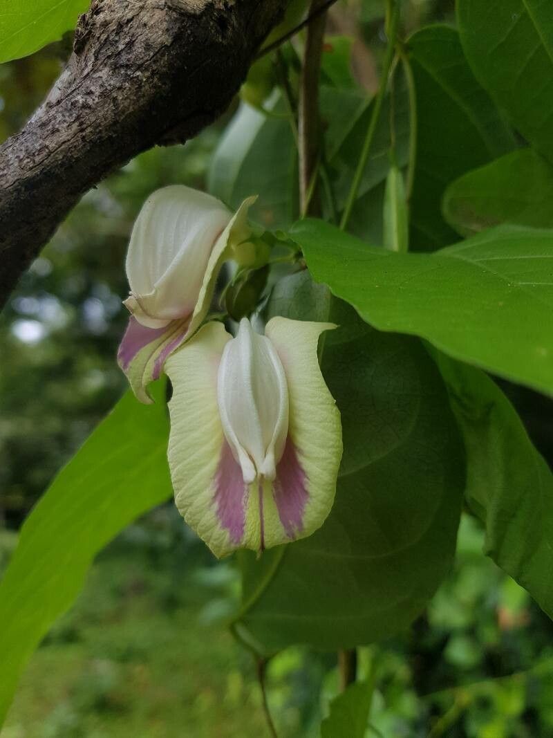 Centrosema sagittatum flower