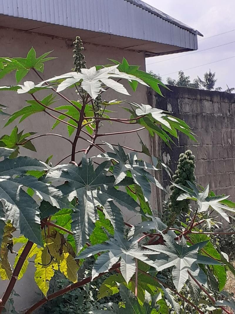 Jatropha × ceballosii — houseplant care guide