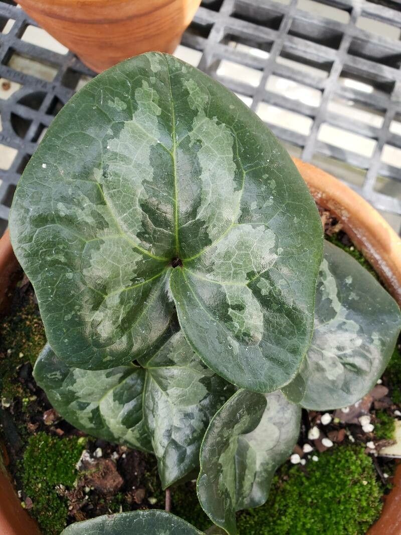 Asarum maximum — search result for 'Aristolochiaceae'