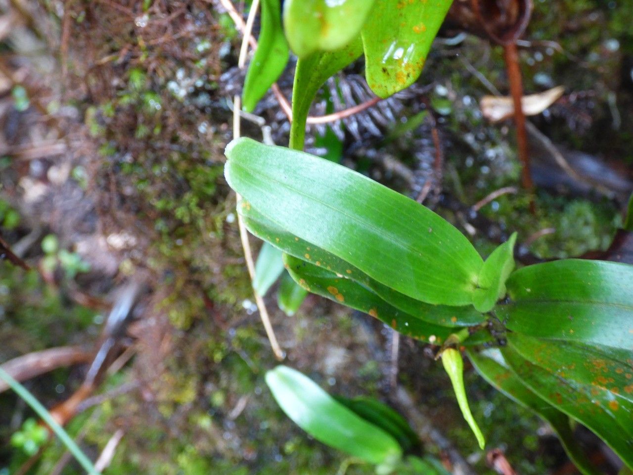 Angraecum corrugatum — houseplant care guide