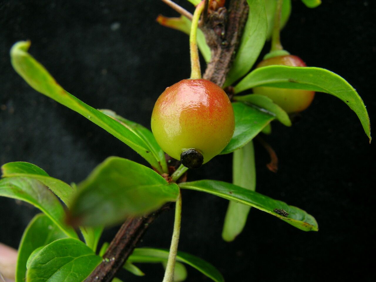 Berberis angulosa fruit