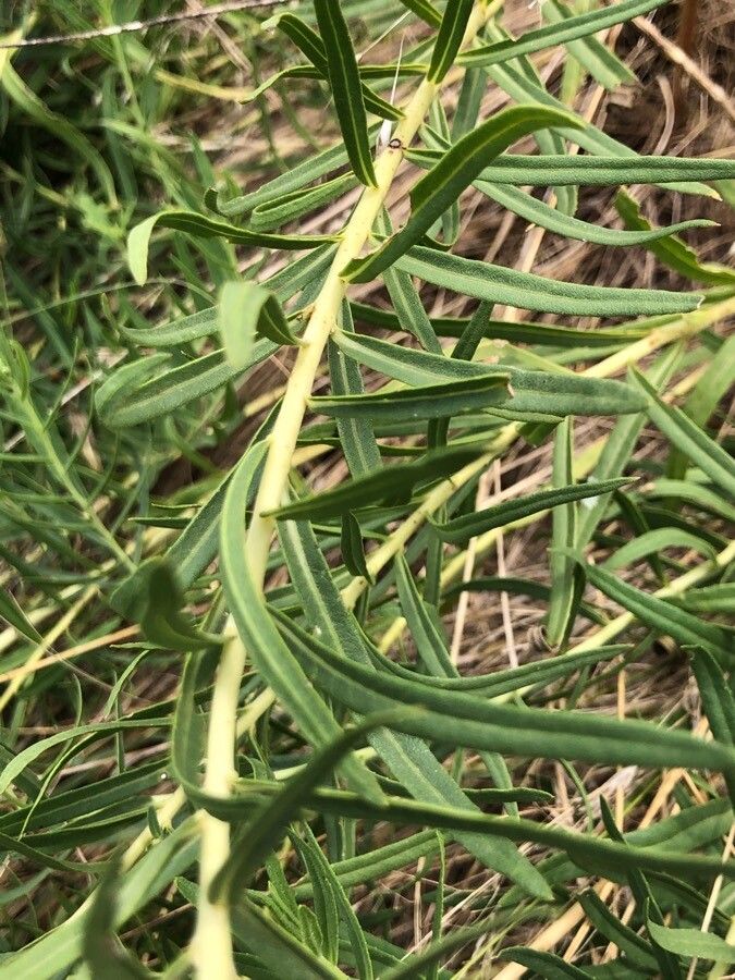 Vernonia marginata — search result for 'Vernonia'