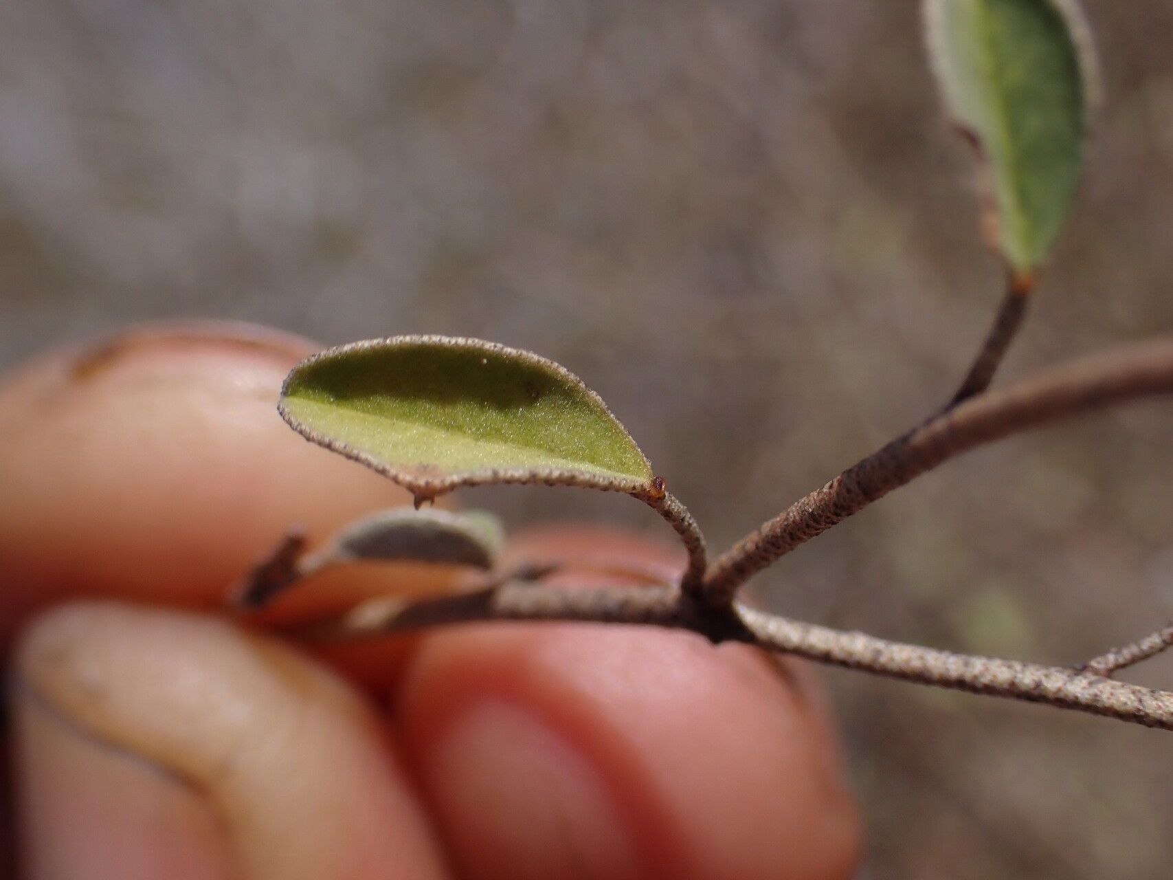 Croton kimosorum — houseplant care guide