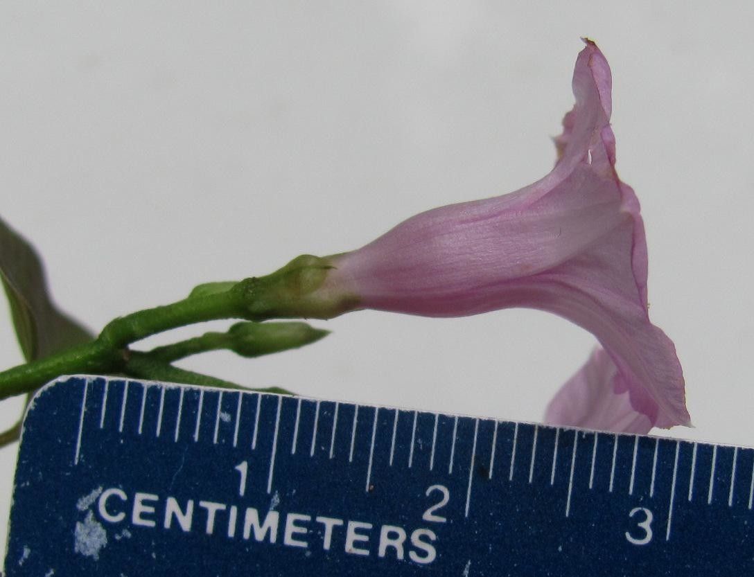 Ipomoea ramosissima other