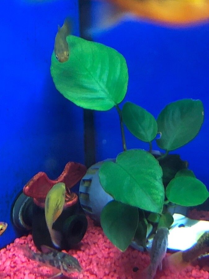 Anubias barteri — search result for 'Cameroon'