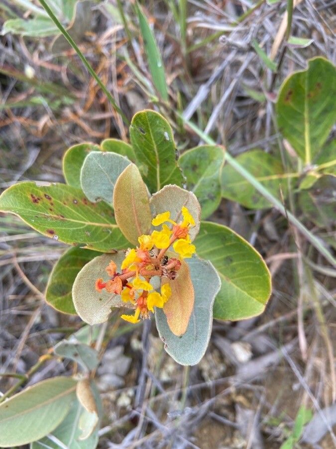 Tristaniopsis ninndoensis flower