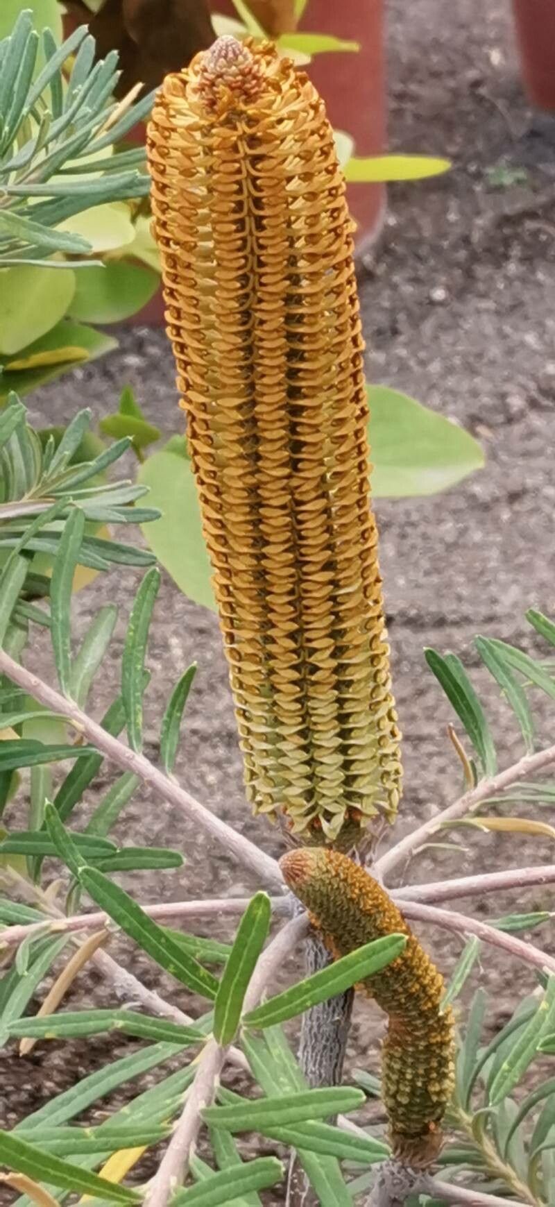 Banksia vincentia flower