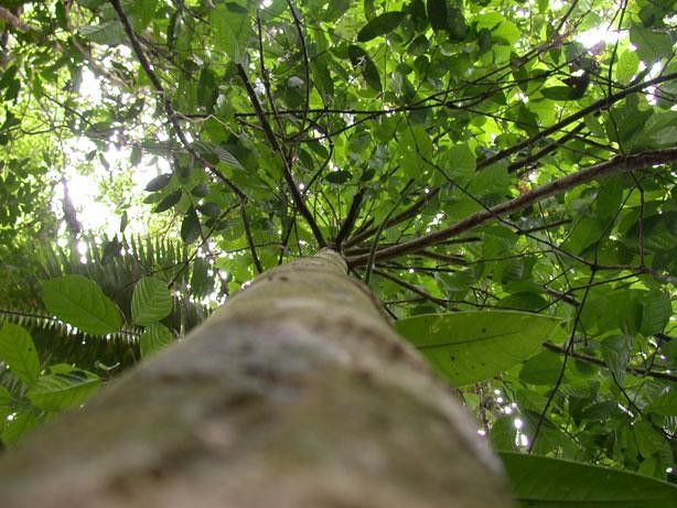 Quararibea ochrocalyx bark