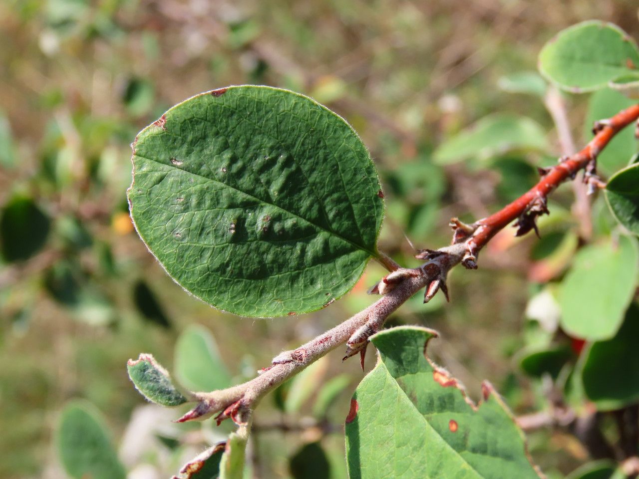 Cotoneaster pyrenaicus leaf
