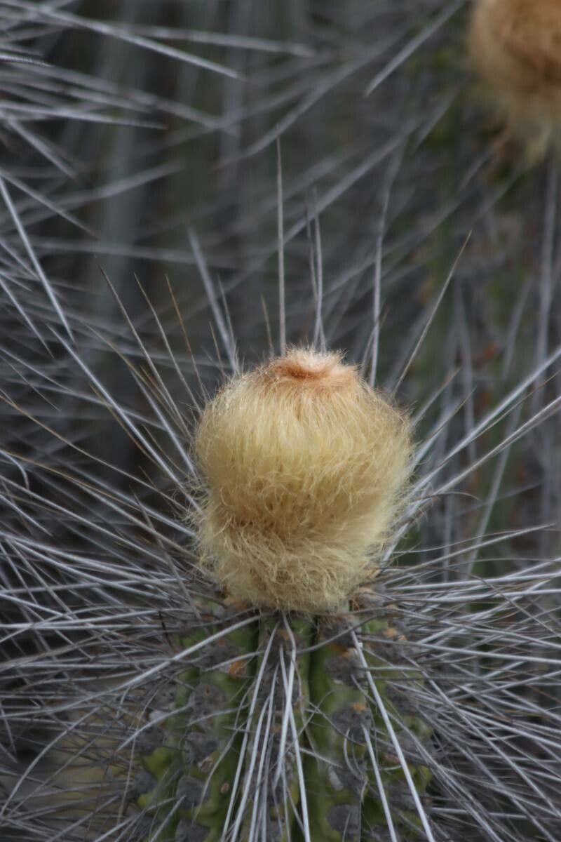Eulychnia breviflora flower