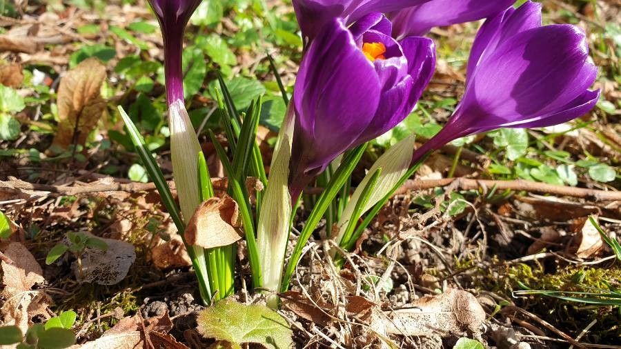 Crocus speciosus leaf