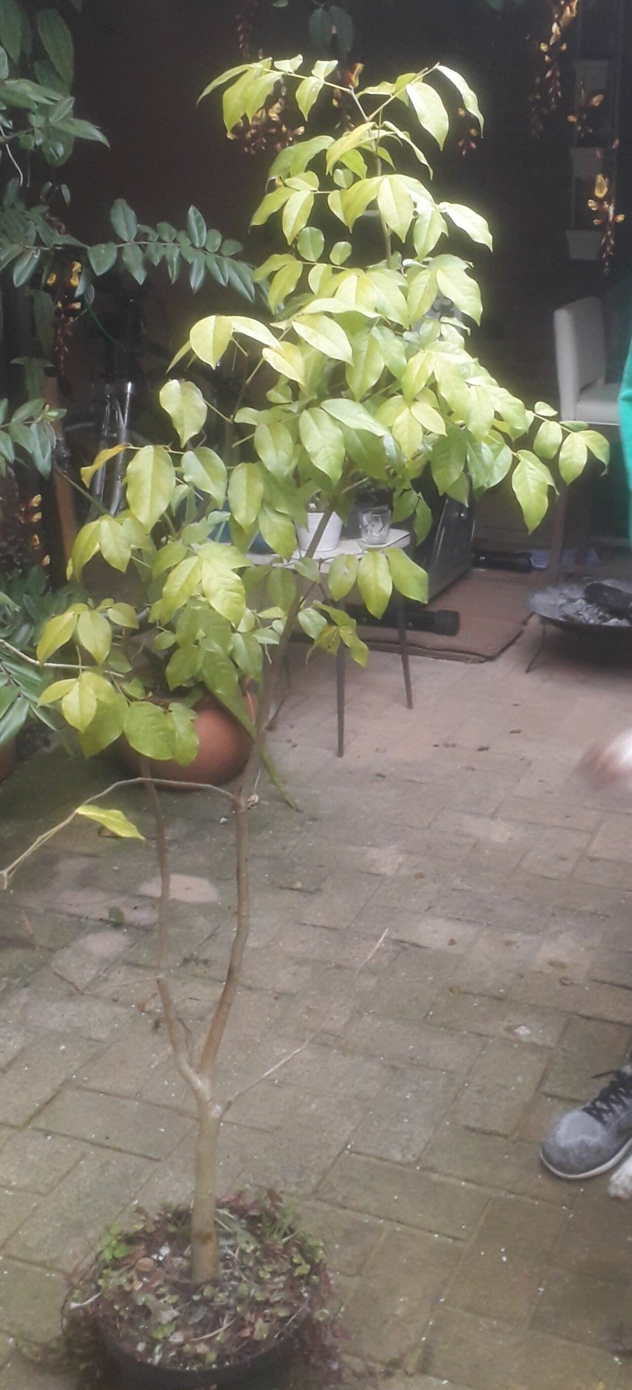 Melicoccus antioquensis habit