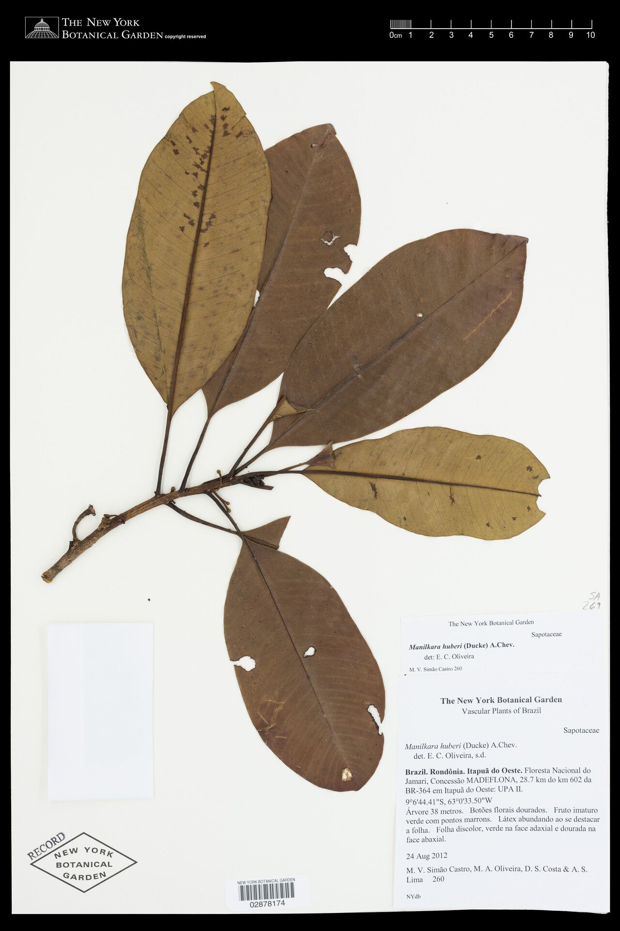 Manilkara elata leaf