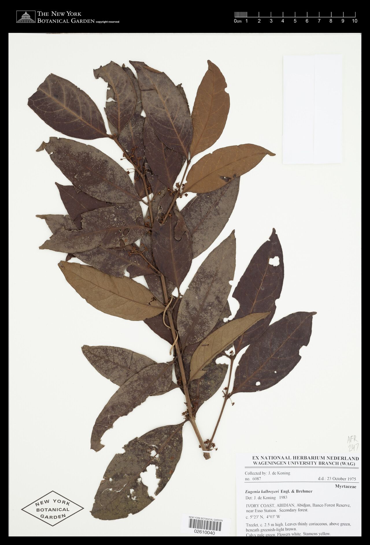 Eugenia kalbreyeri — houseplant care guide