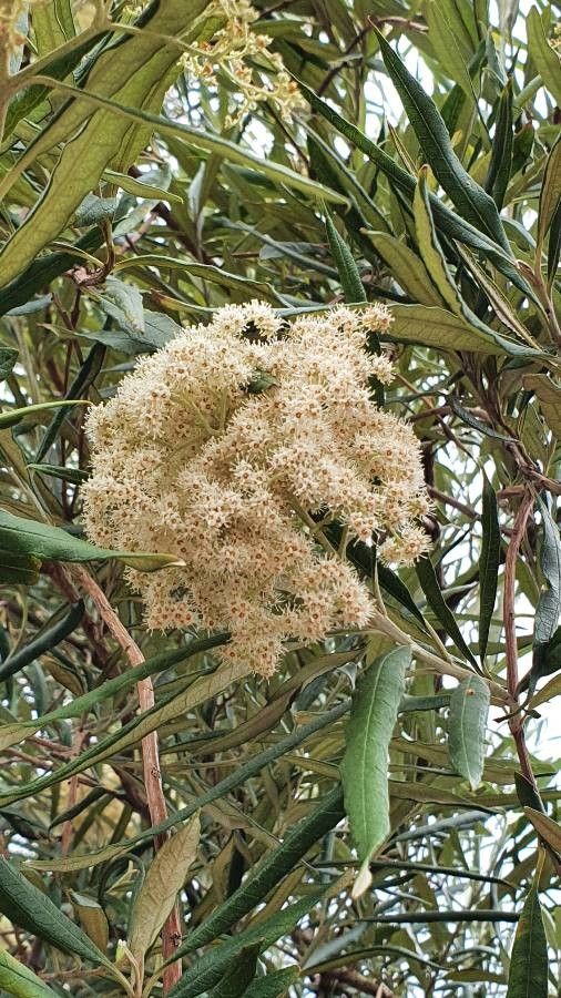 Buddleja saligna flower