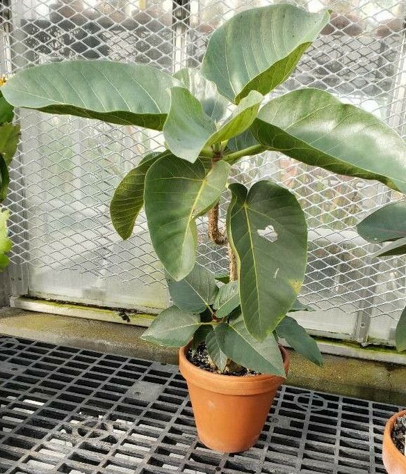 Ficus crocata habit