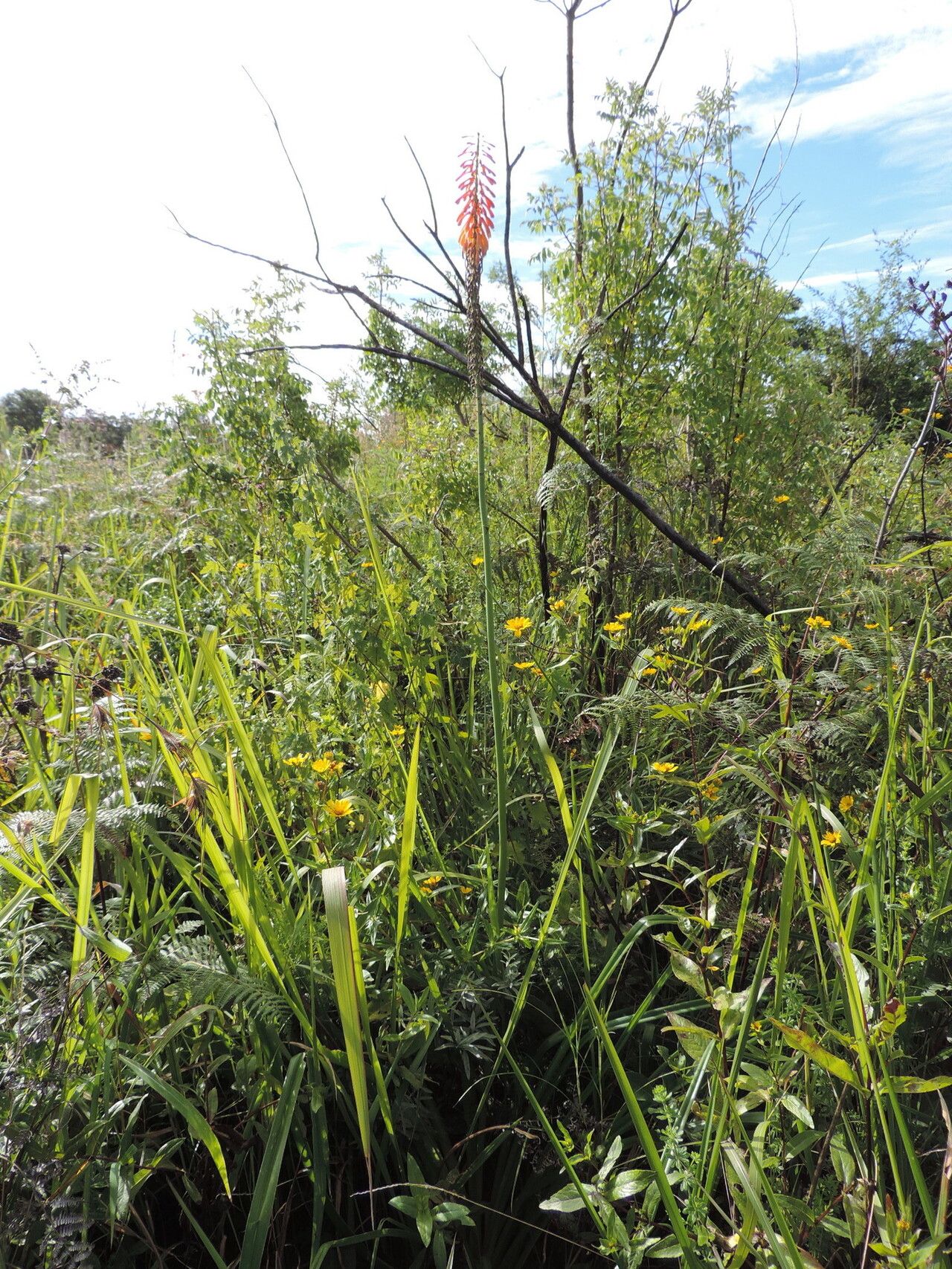 Kniphofia princeae habit
