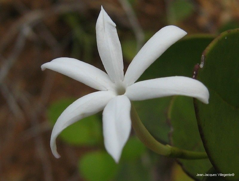 Jasminum artense — search result for 'Jasminum'
